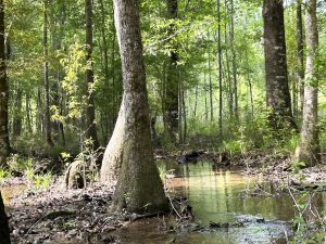 Homesite, Timberland, Recreation