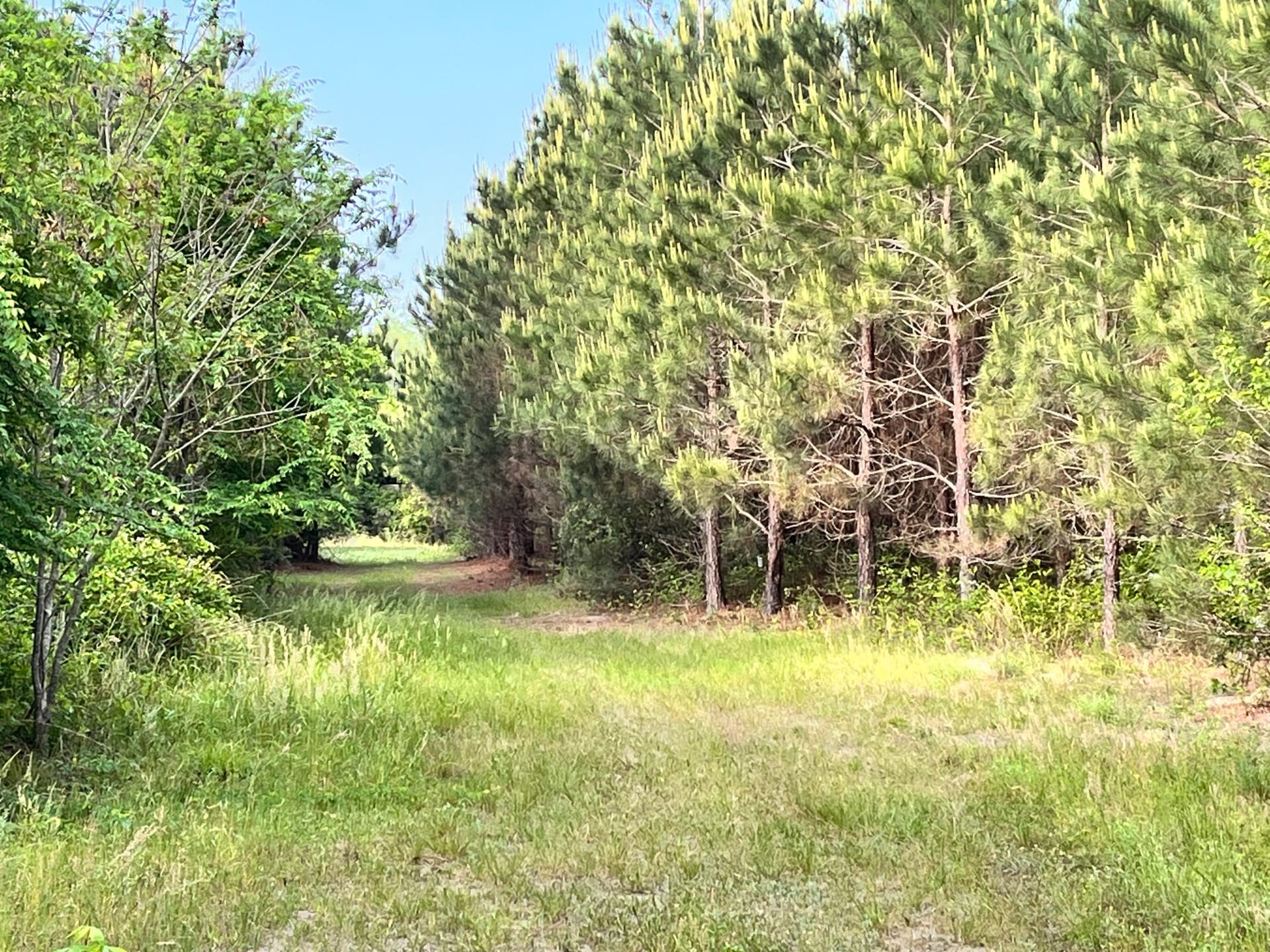 Roach Tract 1 on Rocky Creek