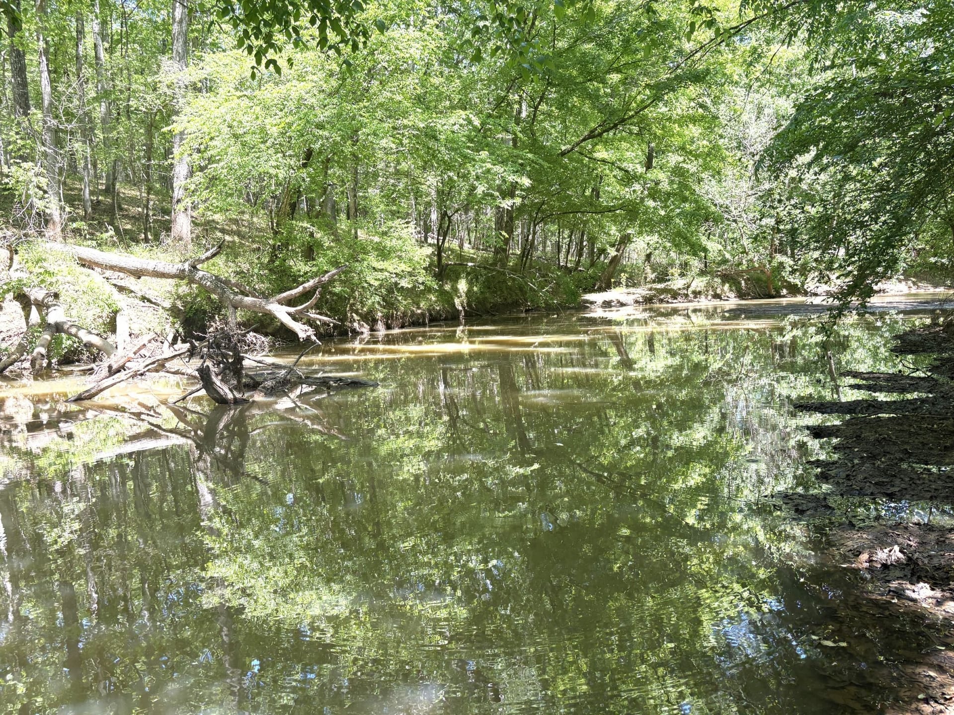 Shoulderbone Creek Timberland
