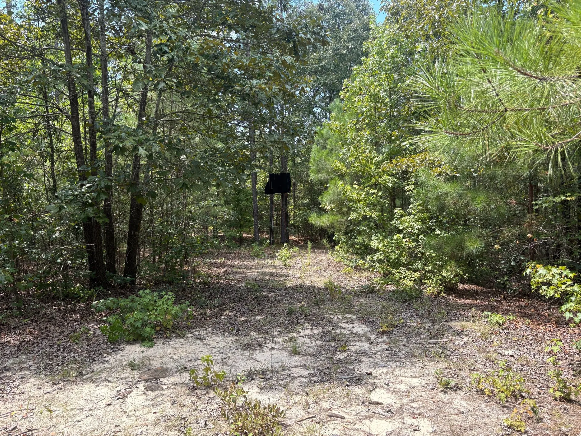 Rural Hunting & Homesite