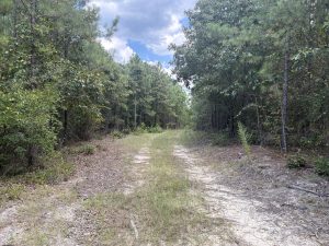 Rural Hunting & Homesite