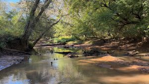 Duck Impound on Beaverdam Creek
